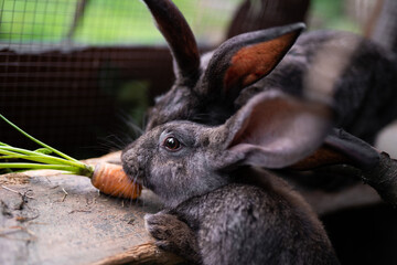 a beautiful grey domestic rabbit is grazing and walking in the enclosure outdoors