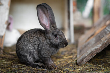 Naklejka premium a beautiful grey domestic rabbit is grazing and walking in the enclosure outdoors