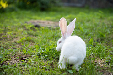 a beautiful white domestic rabbit is grazing and walking outdoors