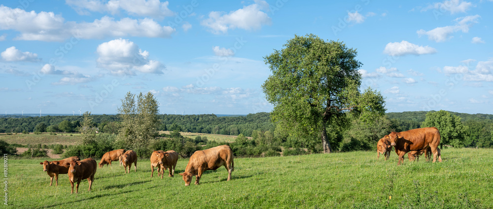 Canvas Prints brown limousin cows in green countryside of champagen ardennes in france