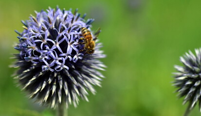 Biene auf einer Kugeldistel