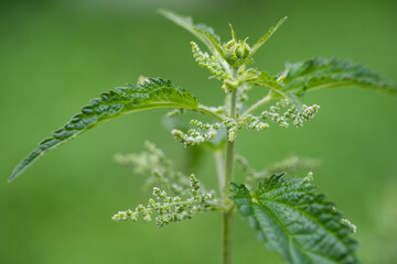 beautiful green nettle plant in sunlight outdoors