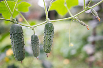 fresh green cucumbers grow in a greenhouse