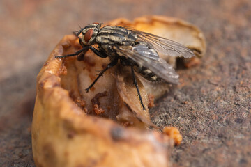 Housefly, close up macro shot of a fly