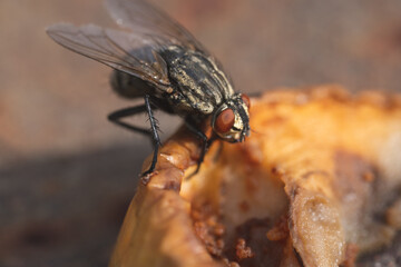 Housefly, close up macro shot of a fly