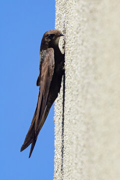 Jerzyk (Apus apus)