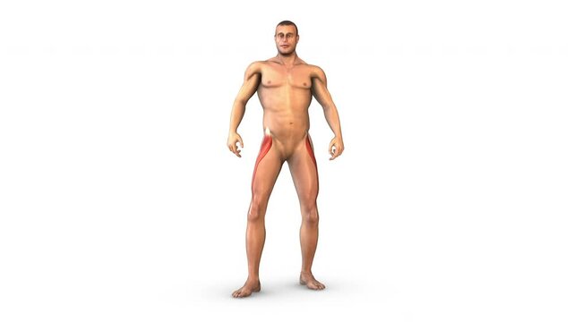Human Muscular System rectus femoris muscles