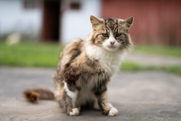a beautiful fluffy cat washes itself in the yard