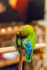 Cute lovebird parrot.pet african parrot.caring for animals.cute video.Funny parrots.Home pet parrot.The best birds.Beautiful photo of a bird.Ornithology.caring for the animal.bird pet.funny photo.  © Daria