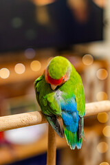 Cute lovebird parrot.pet african parrot.caring for animals.cute video.Funny parrots.Home pet parrot.The best birds.Beautiful photo of a bird.Ornithology.caring for the animal.bird pet.funny photo.  © Daria