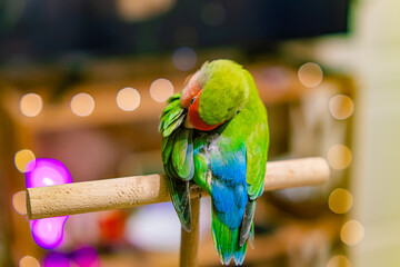 Cute lovebird parrot.pet african parrot.caring for animals.cute video.Funny parrots.Home pet parrot.The best birds.Beautiful photo of a bird.Ornithology.caring for the animal.bird pet.funny photo.  © Daria