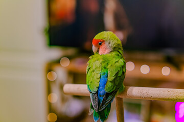 Cute lovebird parrot.pet african parrot.caring for animals.cute video.Funny parrots.Home pet parrot.The best birds.Beautiful photo of a bird.Ornithology.caring for the animal.bird pet.funny photo.  © Daria