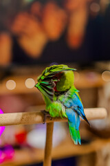 Cute lovebird parrot.pet african parrot.caring for animals.cute video.Funny parrots.Home pet parrot.The best birds.Beautiful photo of a bird.Ornithology.caring for the animal.bird pet.funny photo.  © Daria