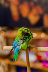 Cute lovebird parrot.pet african parrot.caring for animals.cute video.Funny parrots.Home pet parrot.The best birds.Beautiful photo of a bird.Ornithology.caring for the animal.bird pet.funny photo.  © Daria