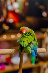 Cute lovebird parrot.pet african parrot.caring for animals.cute video.Funny parrots.Home pet parrot.The best birds.Beautiful photo of a bird.Ornithology.caring for the animal.bird pet.funny photo.  © Daria