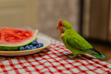 Cute lovebird parrot.pet african parrot.caring for animals.cute video.Funny parrots.Home pet parrot.The best birds.Beautiful photo of a bird.Ornithology.caring for the animal.bird pet.funny photo.  © Daria