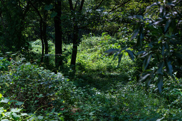 夏草に覆われた森の様子