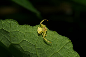 葉の上で獲物を待つハナグモ