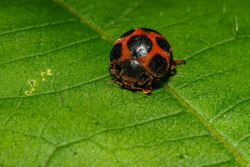 葉にとまるべダリアテントウムシ