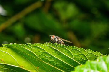 葉にとまる小蝿
