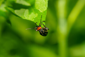 葉を食べるマメハンミョウ