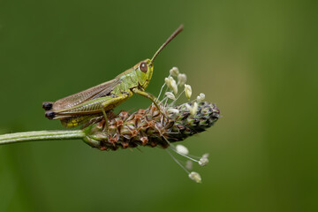 Close-up of a small green grasshopper sitting on a wildflower outdoors. The background is green. There is space for text. The insect can be seen from the side.