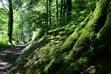 wald in wuppertal im sommer, deutschland