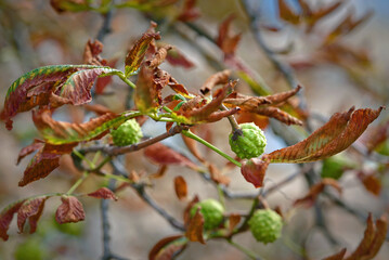 Diseased chesnut tree. Tree leaves with rusty spots, diseased horse chestnut leaves. Chestnut leaf miner infestation, tree damage by Cameraria Ohridella..
