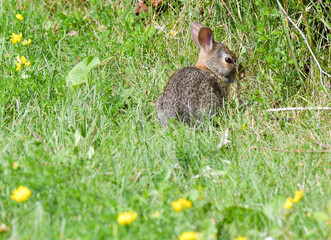 Bunny rabbit in the grass