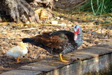 foto compuesta por un pato y su patito amarillo.