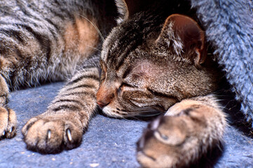 Gato atigrado común durmiendo en caseta, Sensación de tranquilidad y bienestar.