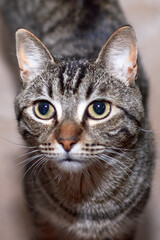 Fototapeta premium Foto de cara de gato a la expectativa. Con morro blanco.