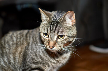 Mascota. Gato común con rallas mirando al vacío.