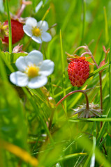 Ripe wild strawberry grows among green grass in summer