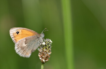 Close-up of a small butterfly (Coenonympha tullia) sitting on a wildflower. Green grasses in the background.