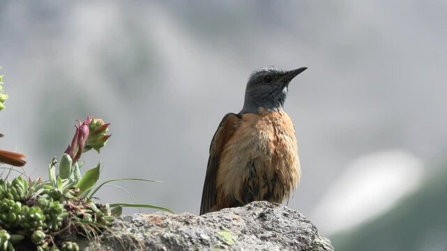 Monticola saxatilis, redstart codirossone