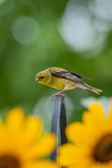 Female goldfinch perched on shepherd's hook near blooming sunflowers