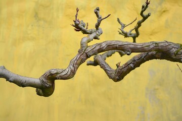 Abstract nature shot of bare, curvy branches with buds, set to a vibrant yellow backdrop