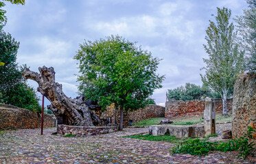 Plaza surrounded by stone walls and a dry tree in the middle