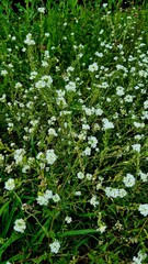 White Wildflowers Blooming in a Lush Green Field on a Summer Day