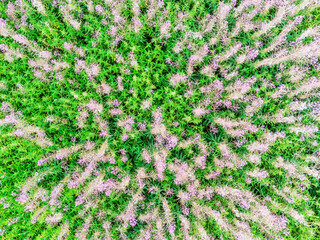 Breathtaking beautiful aerial views of fowers growing in a wild field.