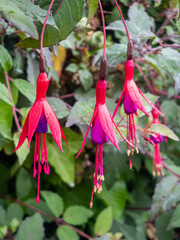 pink and purple flowering fuchsia plant