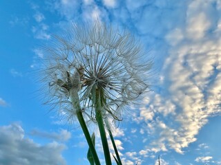 Fototapeta premium Herbaceous plant of the Asteraceae family. Dandelion against the sky, close-up.
