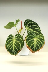Anthurium crystallinum "Silver". Its dark green, velvety leaf blades have a very highly contrasting, silver venation.