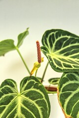 Anthurium crystallinum "Silver". The plant produces small, inconspicuous flowers on a spadix, which is typical of the Anthurium genus. However, the foliage is the main attraction.