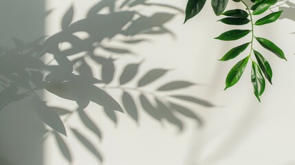 Natural shadow on white background for product presentation and mockup