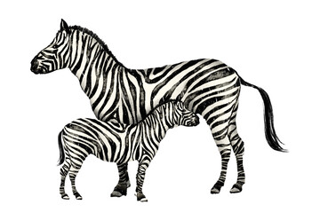 zebra isolated Hand drawn illustration on a transparent background Mother-daughter pair bonding, decorated with printed fabric pictures animals that live in the forest