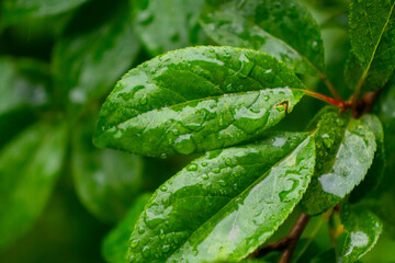 Close-up of fresh green leaves with water droplets, showcasing natural beauty. The vibrant leaves...