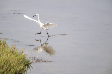 Egret walking in shallow water with wings extended near vegetation
