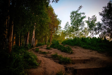 Fototapeta premium sunset in the forest